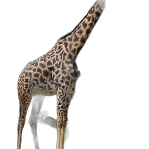 animal, creature, staff, weapon transparent PNG cut-out
