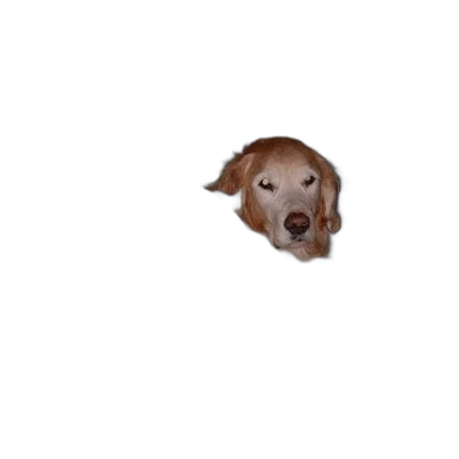 animal, creature, face, staff transparent PNG cut-out
