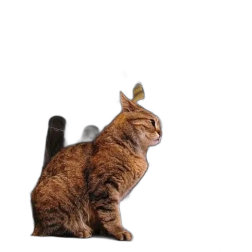 animal, staff, hat, crown transparent PNG cut-out