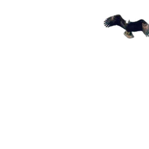 animal, dragon, creature, weapon transparent PNG cut-out