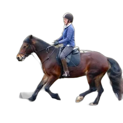 rider, blue, shirt, helmet transparent PNG cut-out