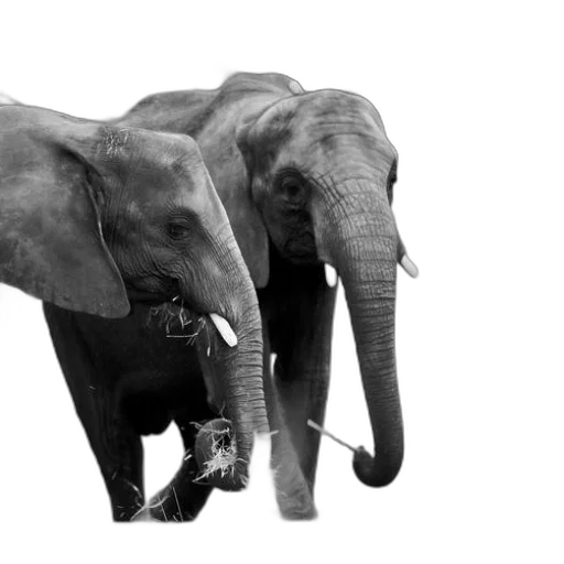 animal, photorealistic, concept art, 3d render transparent PNG cut-out