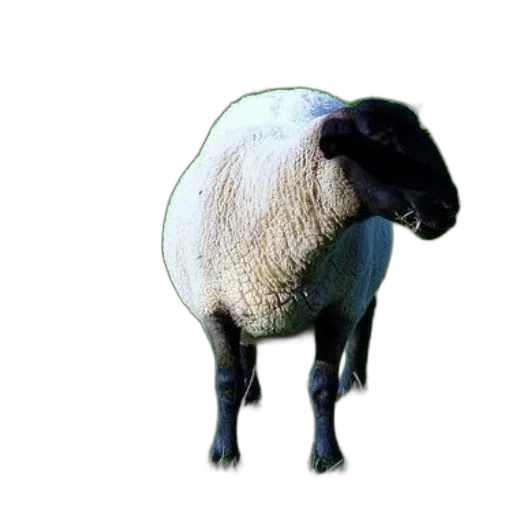 animal, creature, face, hat transparent PNG cut-out