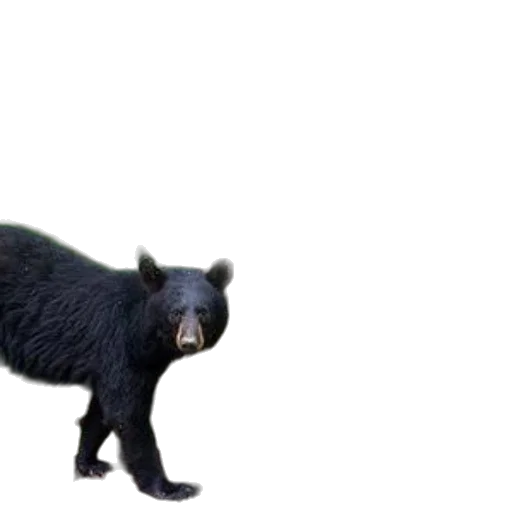 animal, creature, staff, hair transparent PNG cut-out