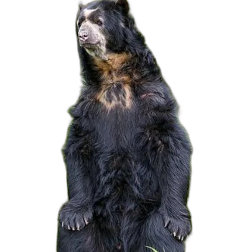 animal, staff, creature, jacket transparent PNG cut-out