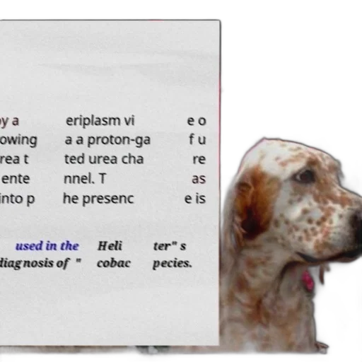 bottle, animal, dog, red transparent PNG cut-out