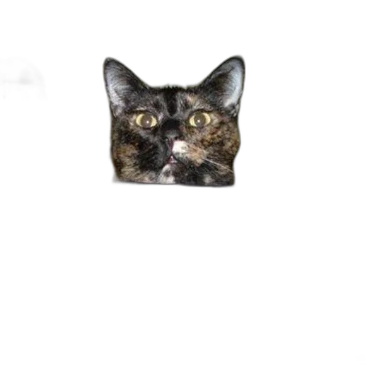 jewelry, animal, creature, face transparent PNG cut-out