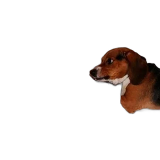 animal, creature, face, staff transparent PNG cut-out