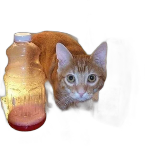 bottle, animal, creature, food transparent PNG cut-out