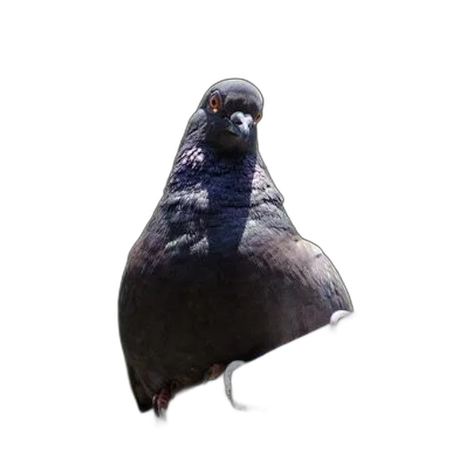animal, hat, creature, staff transparent PNG cut-out