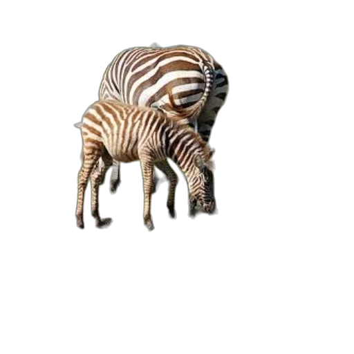 animal, creature, hair, furniture transparent PNG cut-out