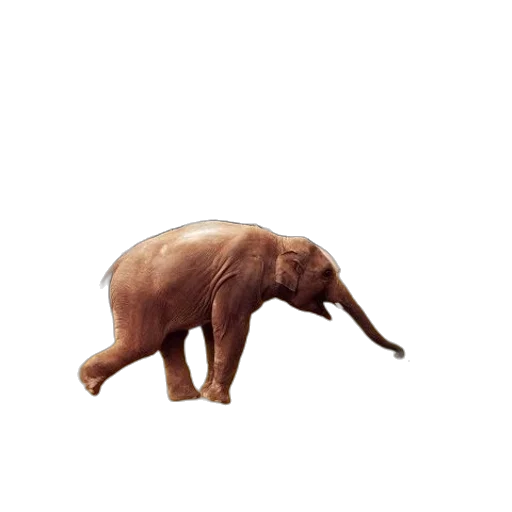 animal, creature, hair, food transparent PNG cut-out