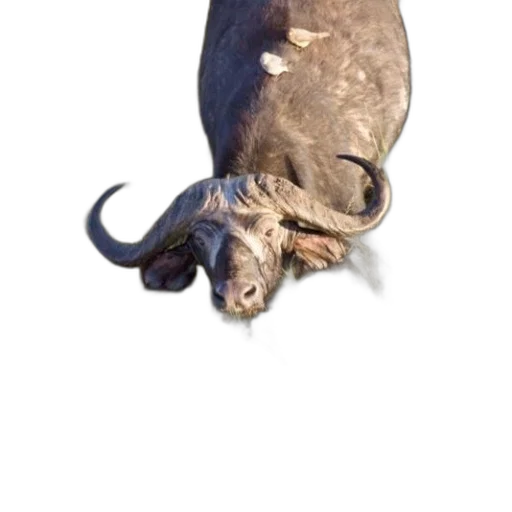 animal, mask, face, creature transparent PNG cut-out