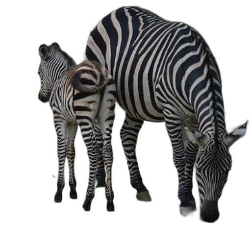 animal, creature, 3d render, photorealistic transparent PNG cut-out