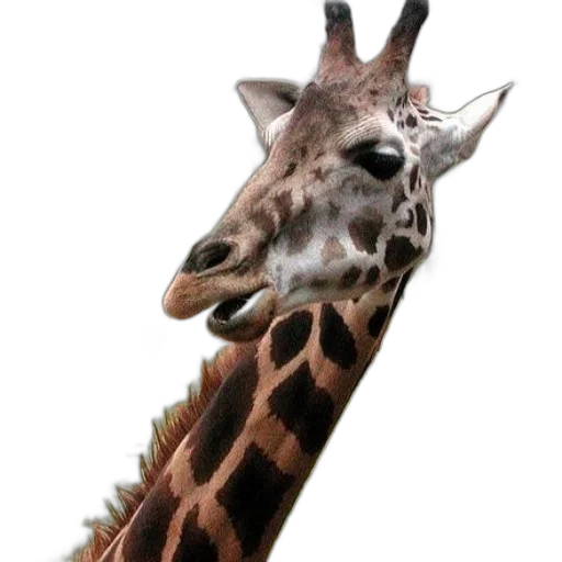 animal, creature, staff, face transparent PNG cut-out