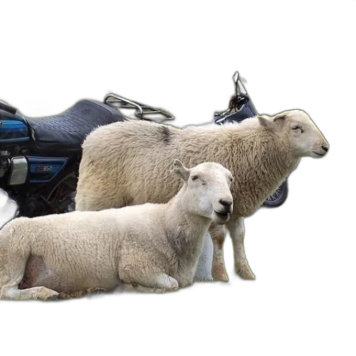 animal, two, sheep, rest transparent PNG cut-out