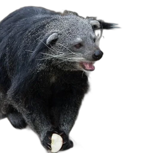 animal, creature, dragon, hair transparent PNG cut-out