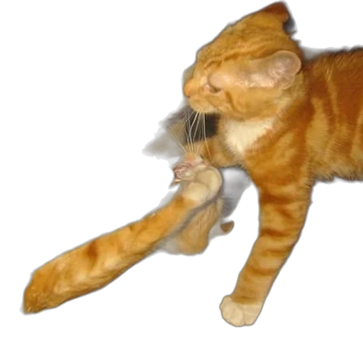 staff, animal, weapon, creature transparent PNG cut-out