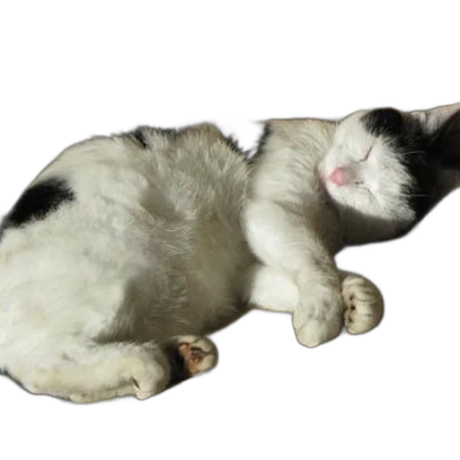 animal, creature, staff, photorealistic transparent PNG cut-out