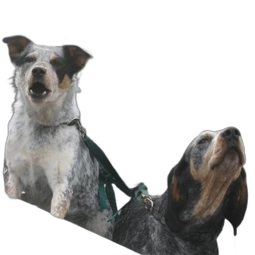 staff, animal, photorealistic, 3d render transparent PNG cut-out
