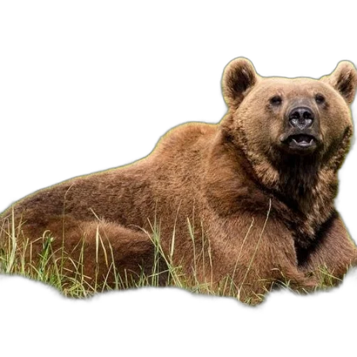 animal, creature, face, staff transparent PNG cut-out