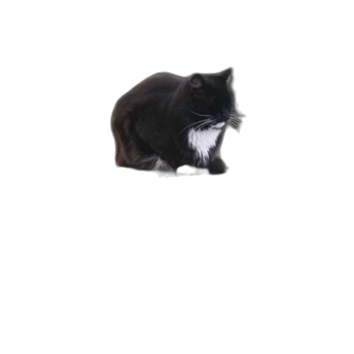 animal, creature, staff, robot transparent PNG cut-out