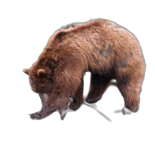 animal, creature, staff, weapon transparent PNG cut-out