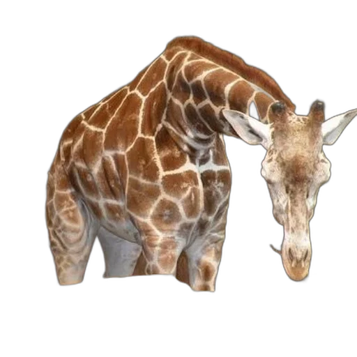 animal, creature, staff, weapon transparent PNG cut-out