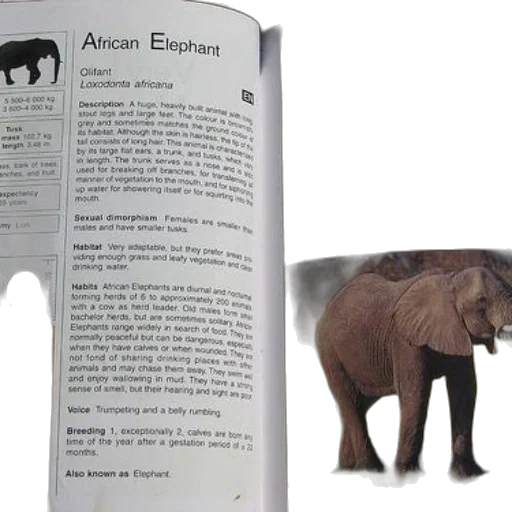 animal, weapon, book, page transparent PNG cut-out