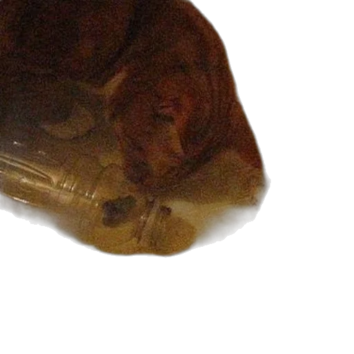 animal, face, creature, bottle transparent PNG cut-out