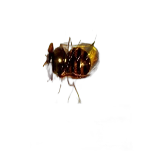 animal, creature, crown, food transparent PNG cut-out