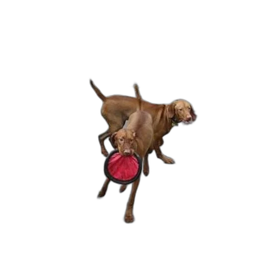 animal, staff, creature, food transparent PNG cut-out