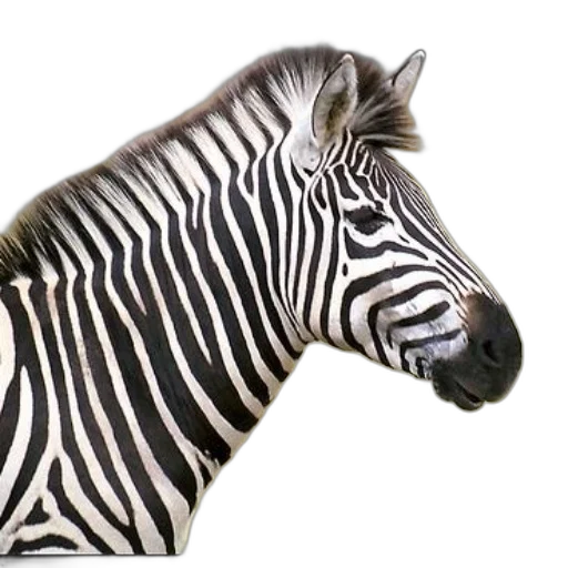animal, creature, jewelry, staff transparent PNG cut-out