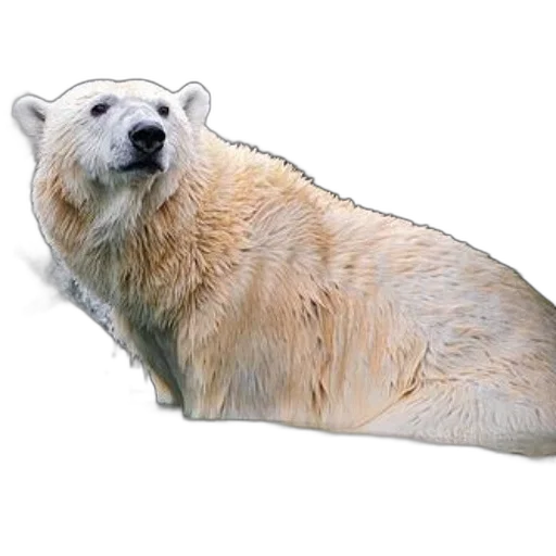 animal, creature, food, staff transparent PNG cut-out