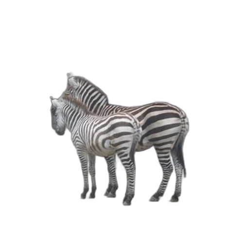 animal, creature, jewelry, furniture transparent PNG cut-out