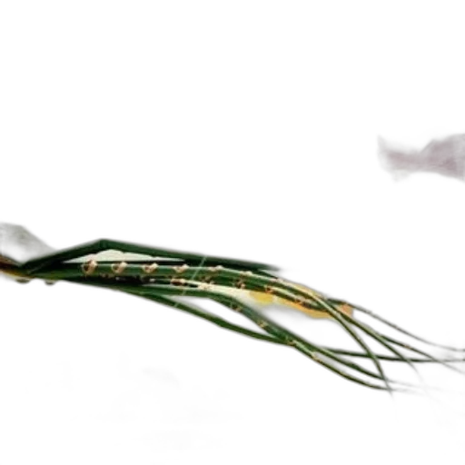 weapon, jewelry, hair, staff transparent PNG cut-out