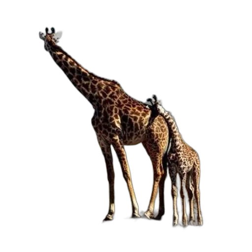 animal, creature, staff, weapon transparent PNG cut-out