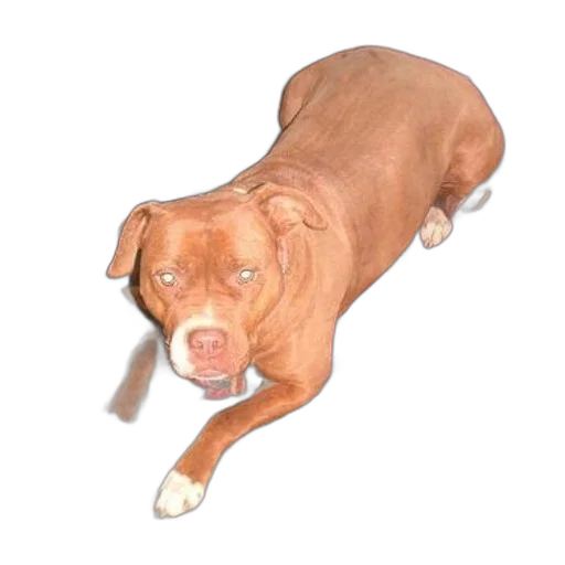 animal, staff, creature, face transparent PNG cut-out