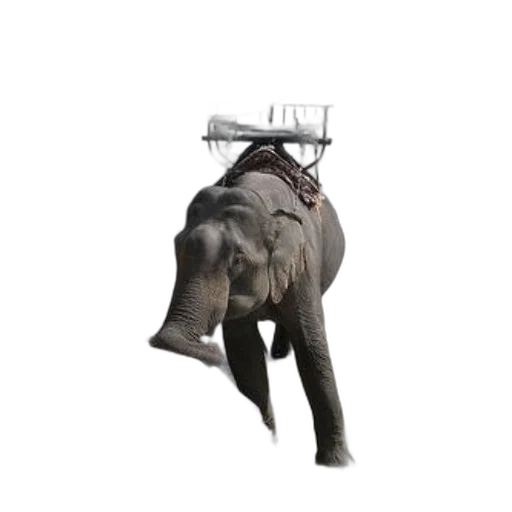 animal, staff, creature, robot transparent PNG cut-out