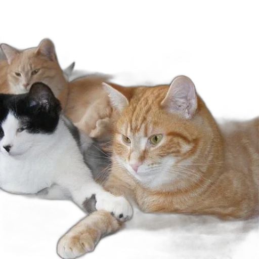 animal, staff, weapon, furniture transparent PNG cut-out