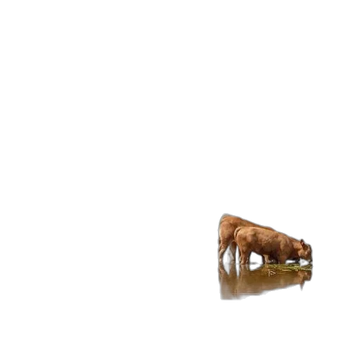 animal, furniture, bottle, food transparent PNG cut-out