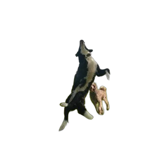 animal, creature, staff, dragon transparent PNG cut-out