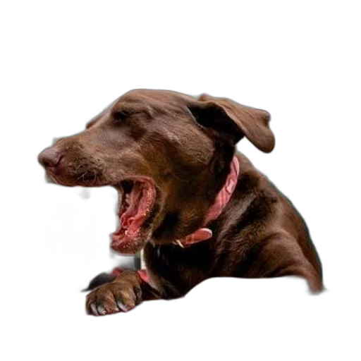 animal, creature, staff, face transparent PNG cut-out