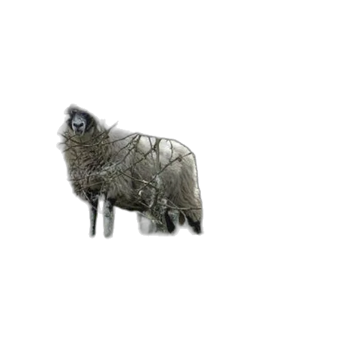 animal, creature, staff, 3d render transparent PNG cut-out