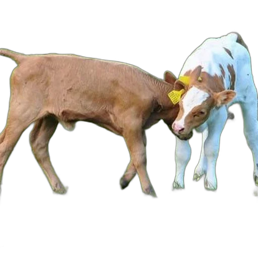 animal, food, weapon, jewelry transparent PNG cut-out