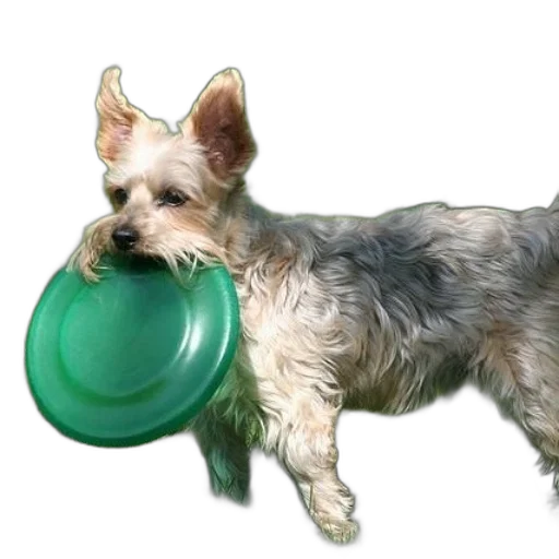 animal, photorealistic, 3d render, small transparent PNG cut-out
