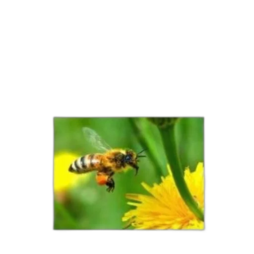 flower, animal, creature, robot transparent PNG cut-out