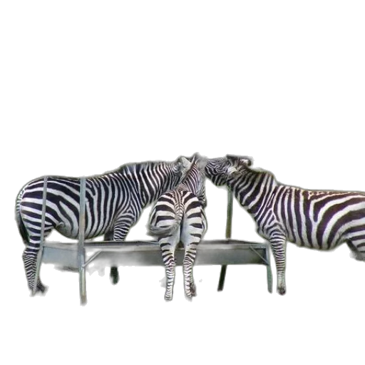 furniture, animal, jewelry, shoes transparent PNG cut-out