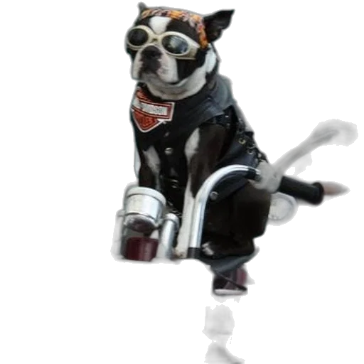 staff, animal, jacket, robot transparent PNG cut-out