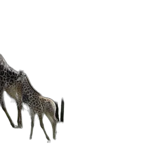 animal, creature, hair, furniture transparent PNG cut-out
